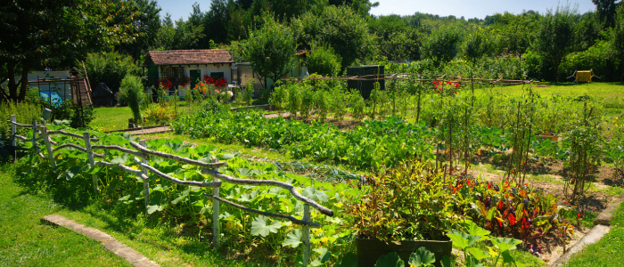 potager_entretien_légumes