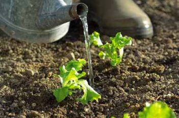 5 Techniques pour un Jardin Econome en Eau - Jardin Économe en Eau