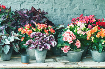 Begonia Dragon Entretien Hiver - Begonia Dragon Hivernage