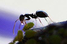 Jardin Infesté de Fourmis - Méthodes Contre les Fourmis