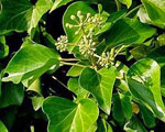 lierre-du-nepal-hedera-nepalensis-plantes-toxiques-jardiniers-professionnels