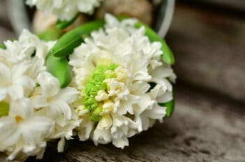 Tout savoir sur la Jacinthe