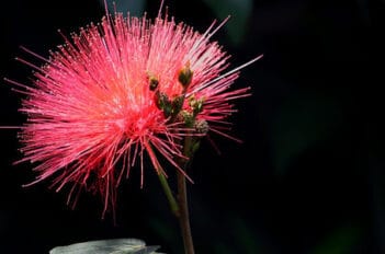 Albizia - Arbre Albizia - Comment Tailler un Albizia