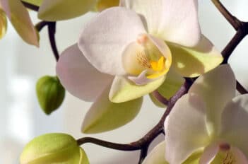 orcComment Faire Refleurir une Orchidée - Faire refleurir une Orchidéehidée