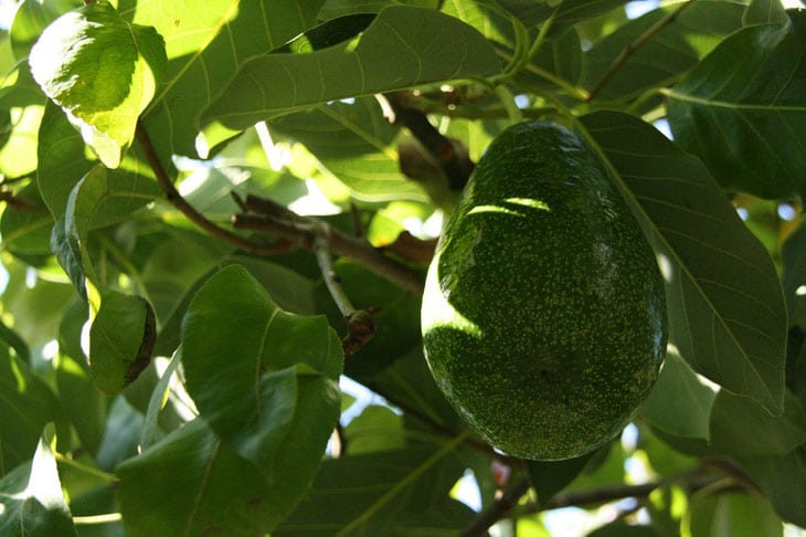 Avocatier - Fruitiers méditerranéens