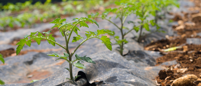 paillage des plants de tomate