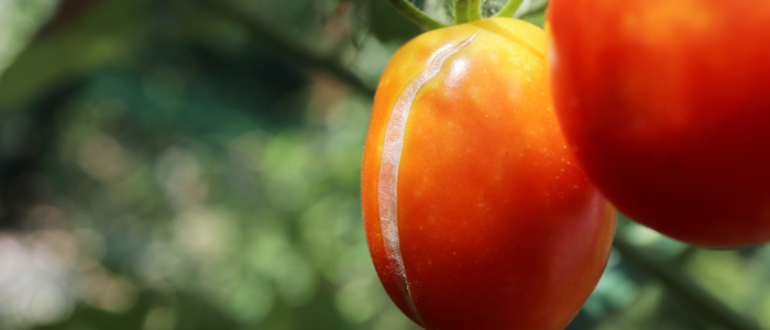 une tomate éclatée