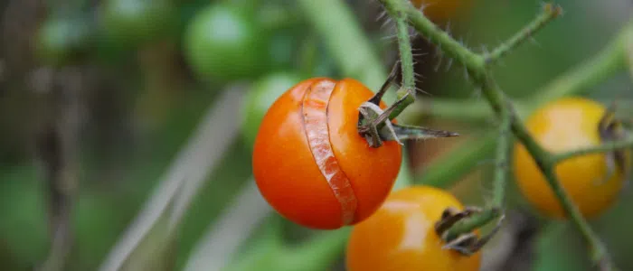 Tomate éclatée