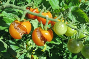 Éclatement des Tomates - Comment éviter l'éclatement des Tomates
