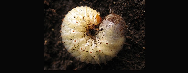 larves de cétoine dans le compost