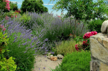 Plantes à Privilégier pour Jardinier dans le Midi