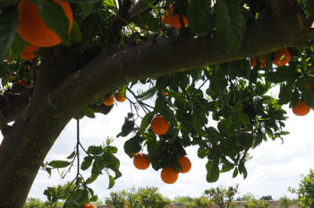 Arbre Fruitier Méditerranéen - Fruit Méditerranéen