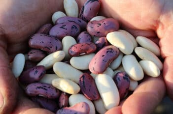 Légumineuses - Legume Saison - Légumes Anciens