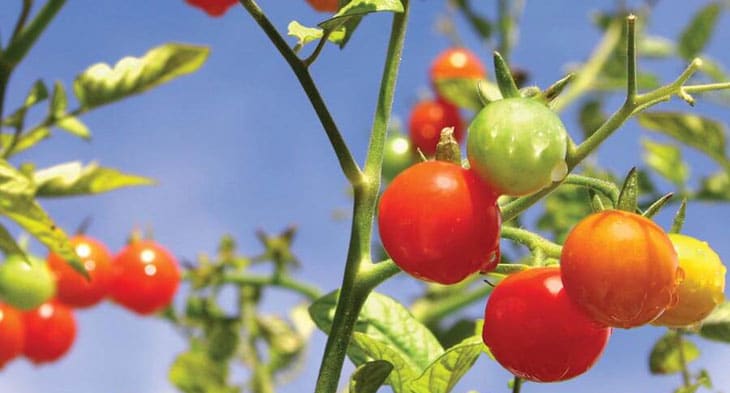Gardener's Delight, meilleur variete de tomate pour l'apéritif 