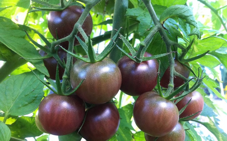 Brown Cherry, meilleur variete de tomate en salade 