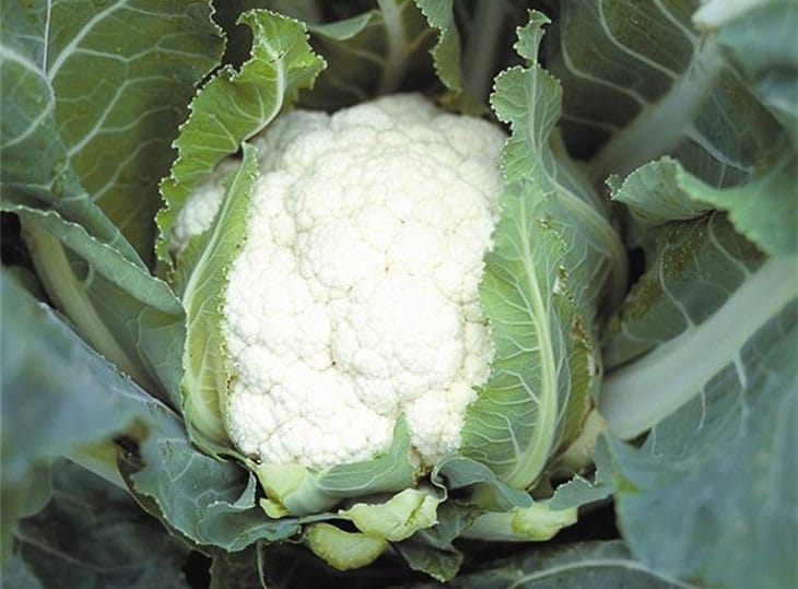 Graines De Chou-Fleur Boule De Neige – Lot De 250, Variété Précoce, Douce Et Savoureuse – Semences Reproductibles