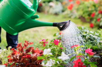 Arrosage fleurs jardin