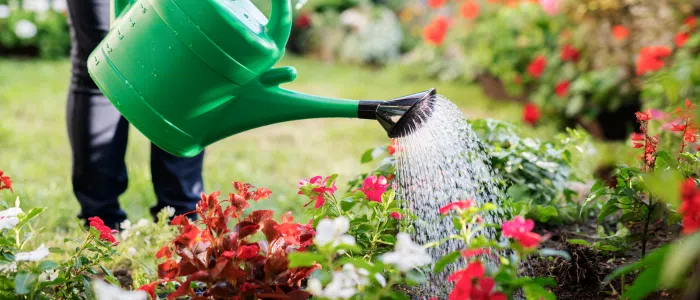 Arrosage fleurs jardin