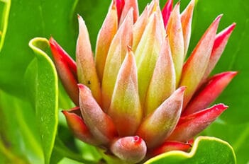 Curcuma Plante D'intérieur Entretien - Curcuma Fleurs