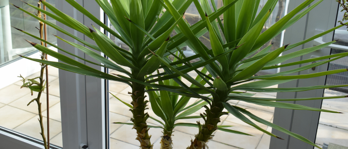 palmier en intérieur