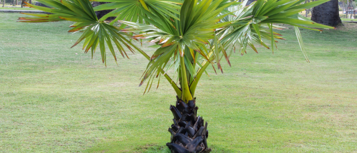 palmier intérieur en extérieur