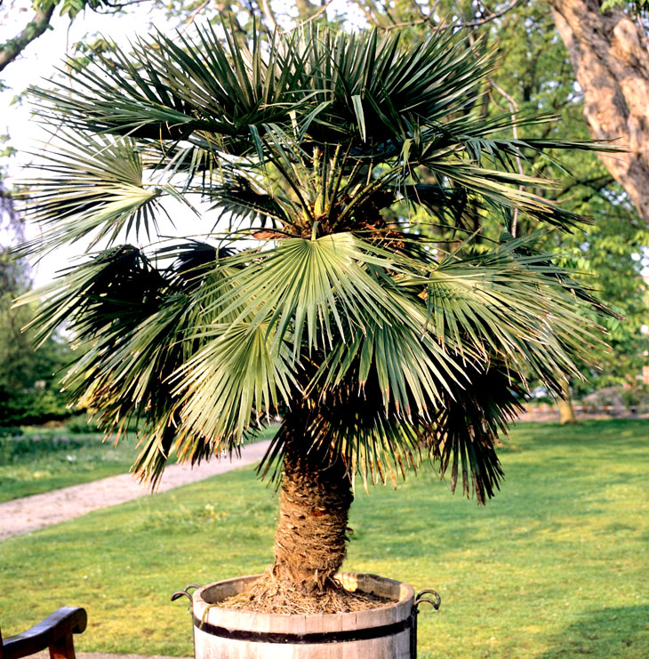 palmier en pot extérieur