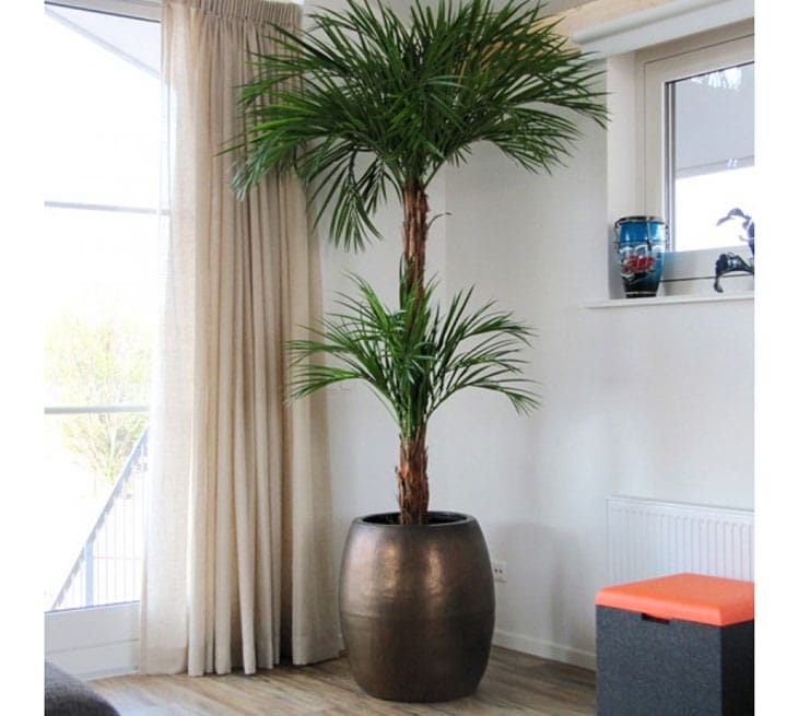 palmier en pot intérieur