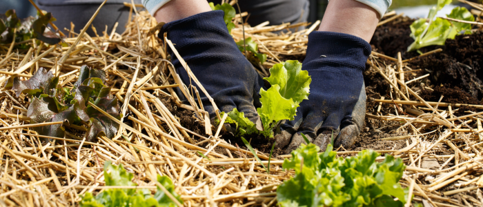 paillage du potager en cours