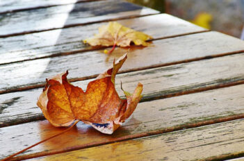 jardin en automne