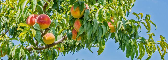 arbre pêche