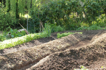 potager en lasagnes