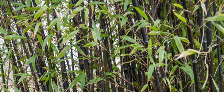 bambou à chaume noir amoureux du jardin