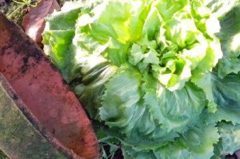 blanchissement des légumes