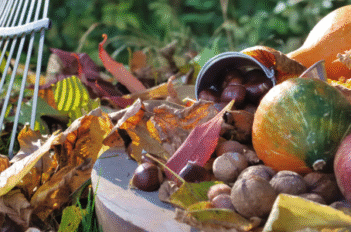 feuilles et légumes d'automne dans le jardin