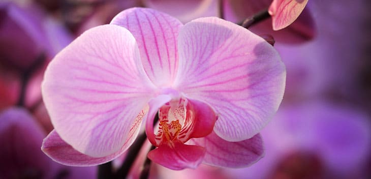 Orchidée passions - Evénements jardin Décembre 2017