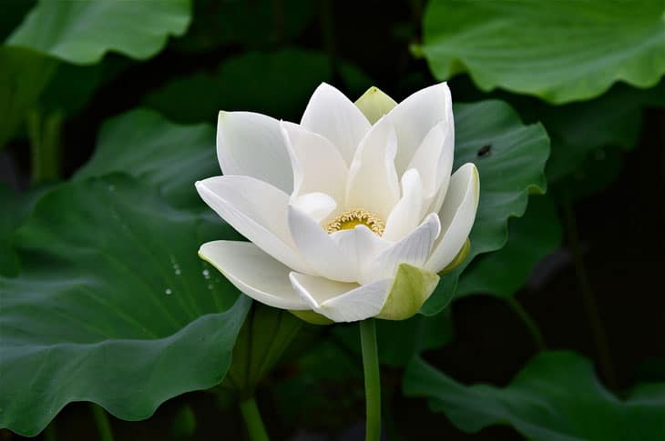 lotus bassin en hiver