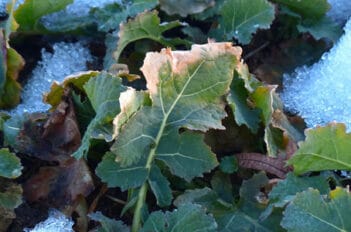 potager d'hiver