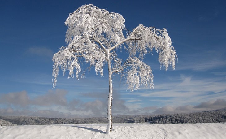 arbre gelé neige et plantes