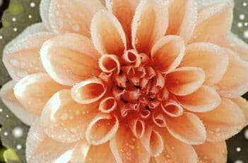 Hivernage Des Dahlias - Faire Passer l'Hiver à Vos Dahlias