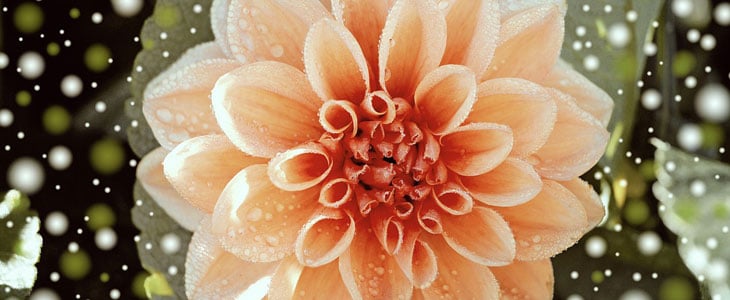 10 Rhizomes De Dahlias Résistants Au Froid - Faciles à Planter, Idéaux Jardin Ou Bonsaï - Fleurs Décoratives Pour Extérieur Ou Intérieur