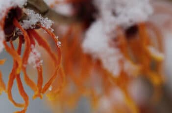 Massifs en Hiver - Composer un Massif Fleuri en Hiver