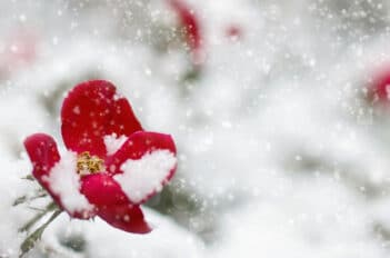 Comment Entretenir Ses Plantes Quand il Neige