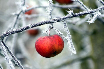 Les Tâches à Effectuer Dans Votre Verger En Hiver