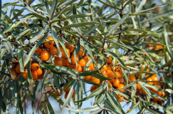 Argousier Plantation - Argousier Culture