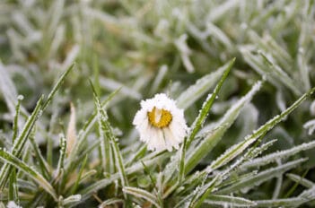 Entretien du Gazon Durant l'Hiver - Préparer sa Pelouse pour l'Hiver