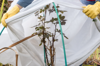 Mise en place d'un voile d'hivernage
