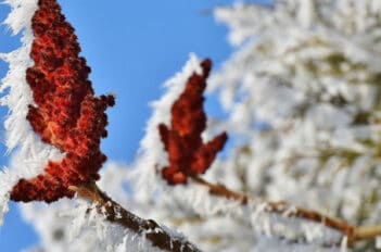 Taille Des Plantes En Hiver - Quels Arbres ne se Taillent Pas En Hiver