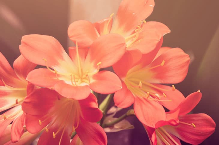 amaryllis fleurs de printemps