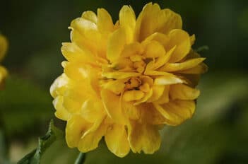 Corête du Japon ou Kerria Japonica - Corête du Japon Culture Facile