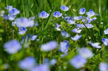 Fleurs de Printemps - Espèces à Planter au Jardin ou au Balcon